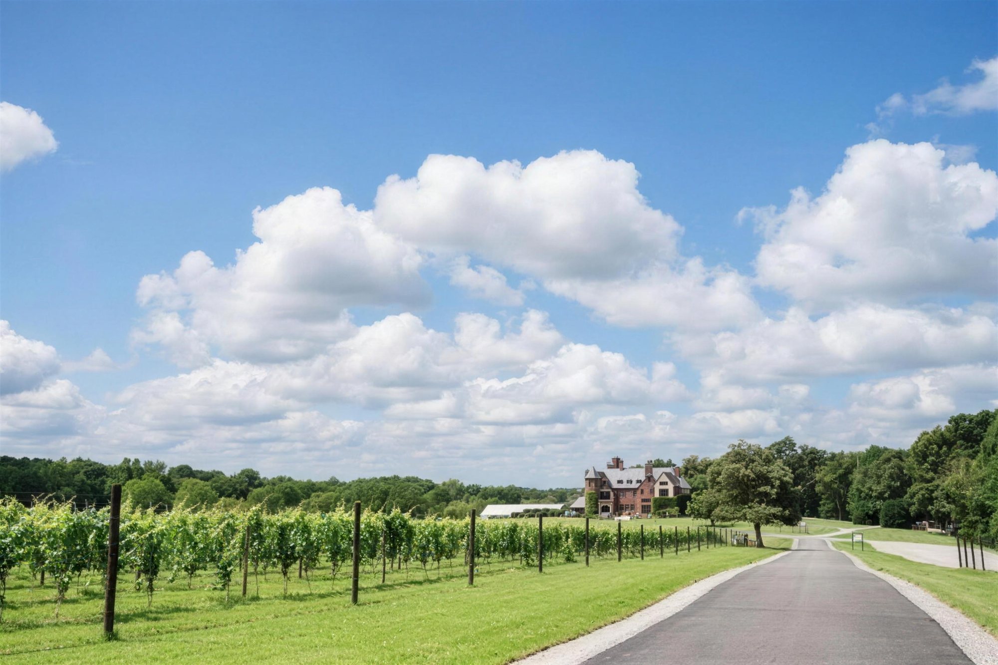 Young vine rows along the drive leading to Dover Hall under a summer sky