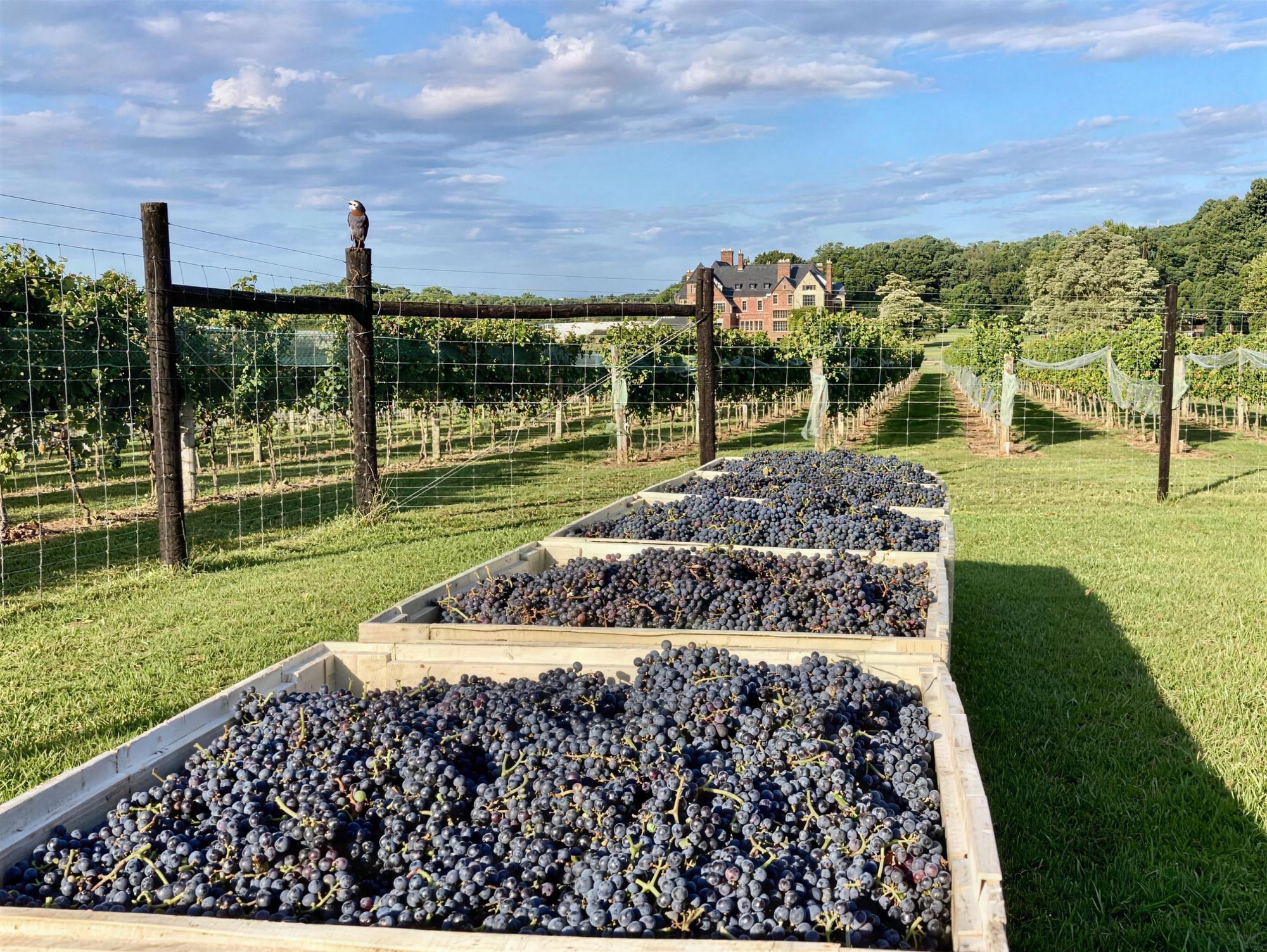Harvest crates of estate grapes in the vineyard rows with Dover Hall in the distance