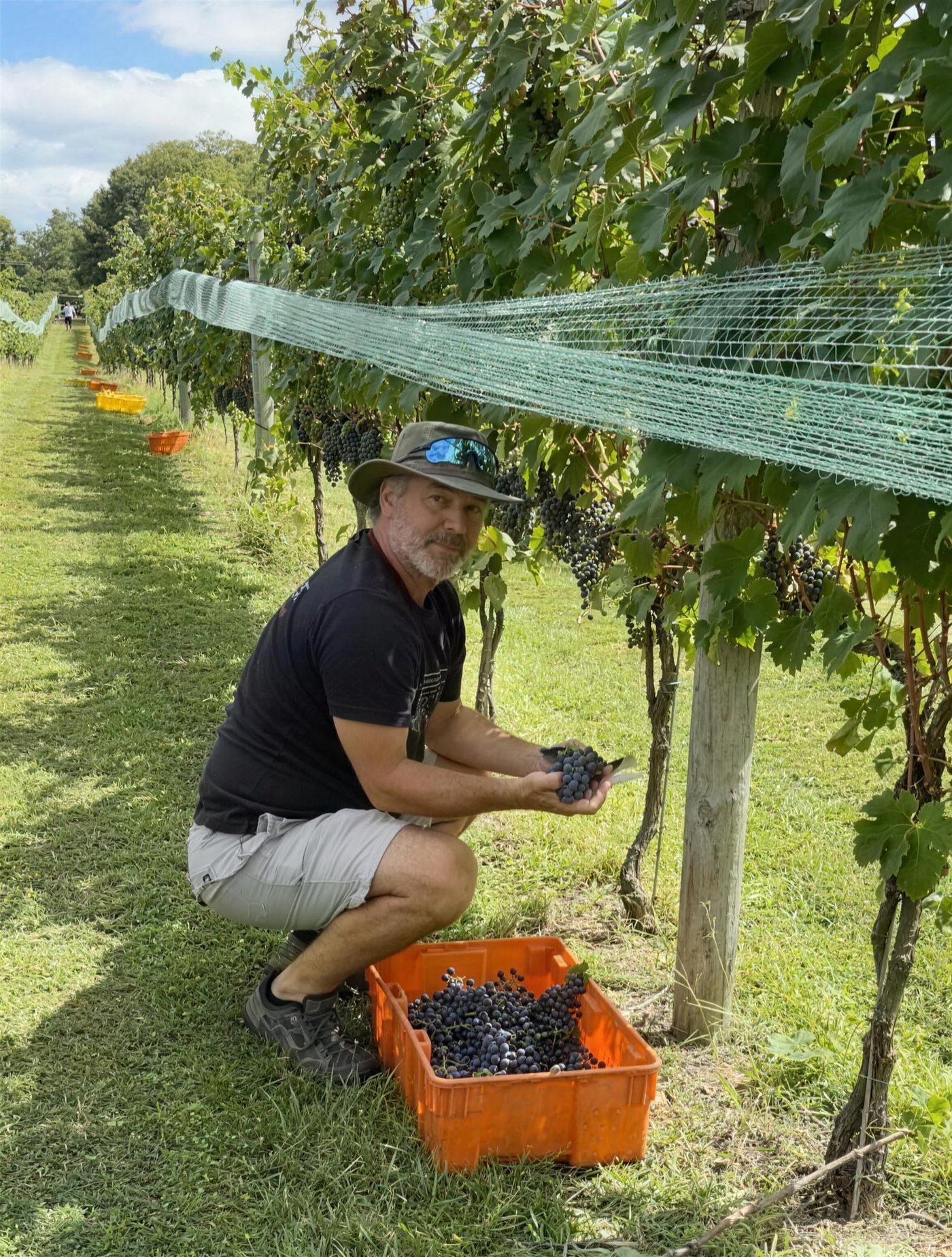 A 7LV owner crouched under the netting, holding a cluster of estate grapes over a harvest bin