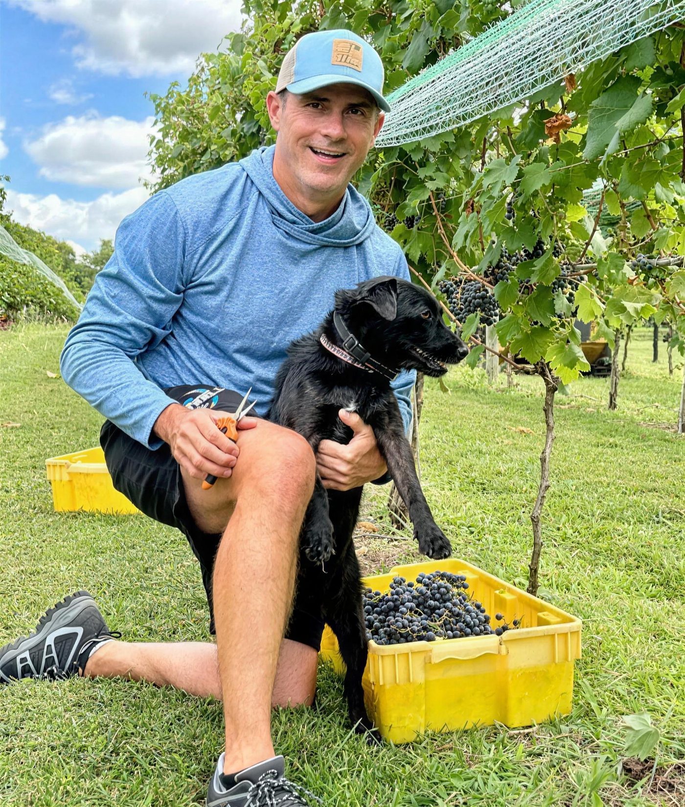 A 7LV owner kneeling in the vines at harvest with the vineyard dog and a crate of grapes