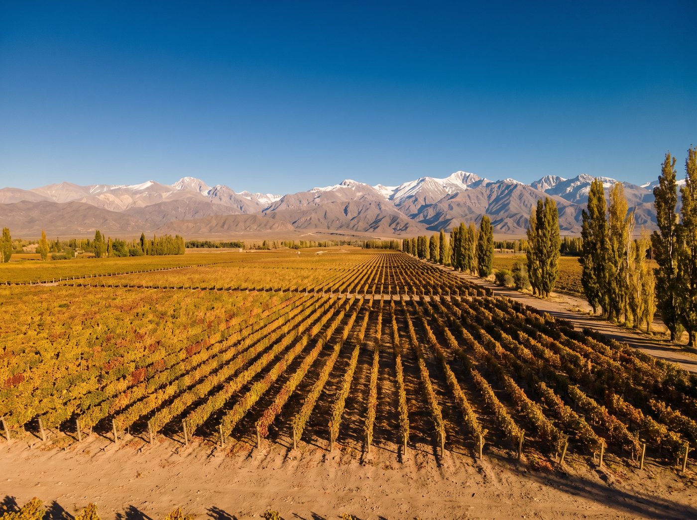 High-altitude Malbec vineyards below the Andes in Mendoza, Argentina