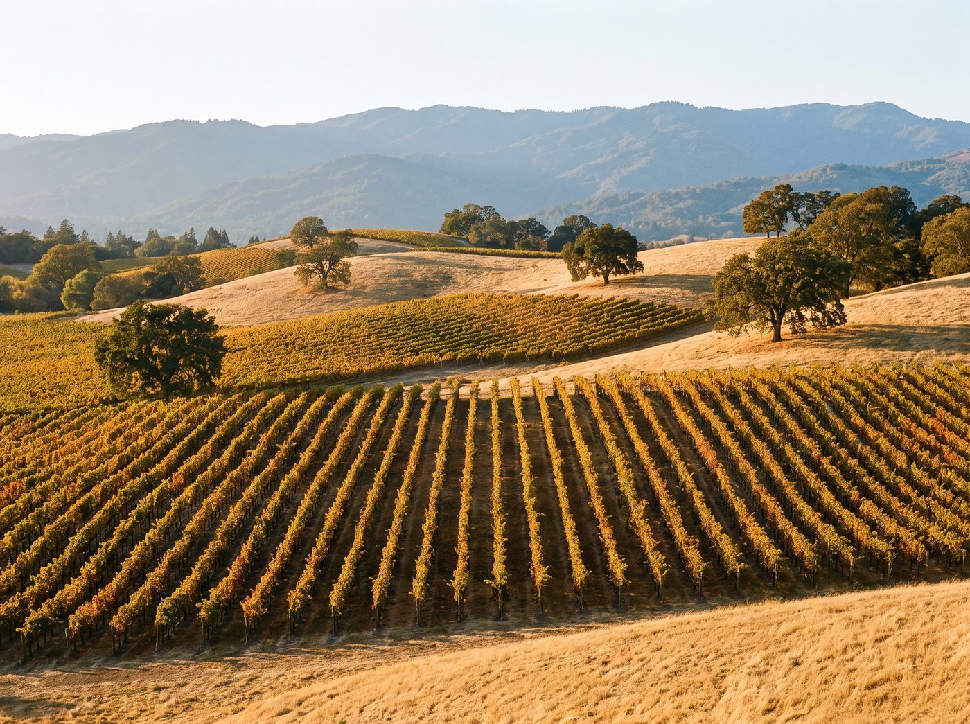 Rows of Cabernet Sauvignon vines in Napa Valley
