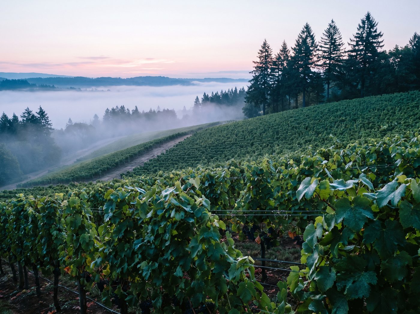 Pinot Noir vineyards in the Willamette Valley, Oregon