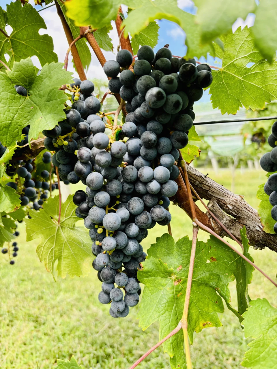 A dark grape cluster hangs among sunlit green leaves.