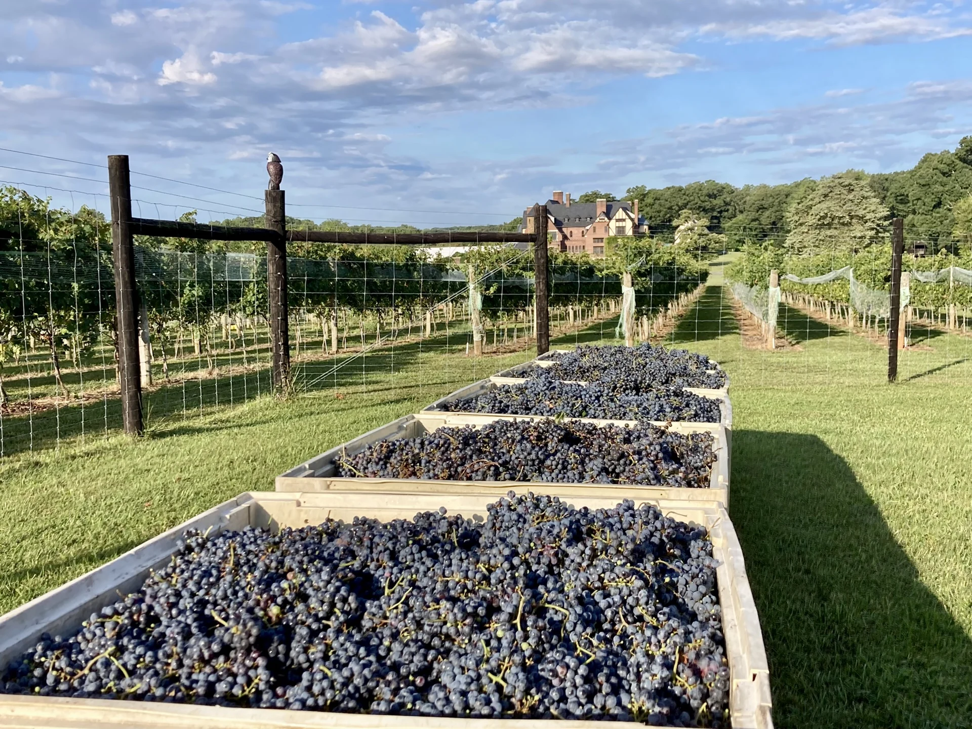 Harvest crates filled with grapes in the vineyard, with Dover Hall beyond