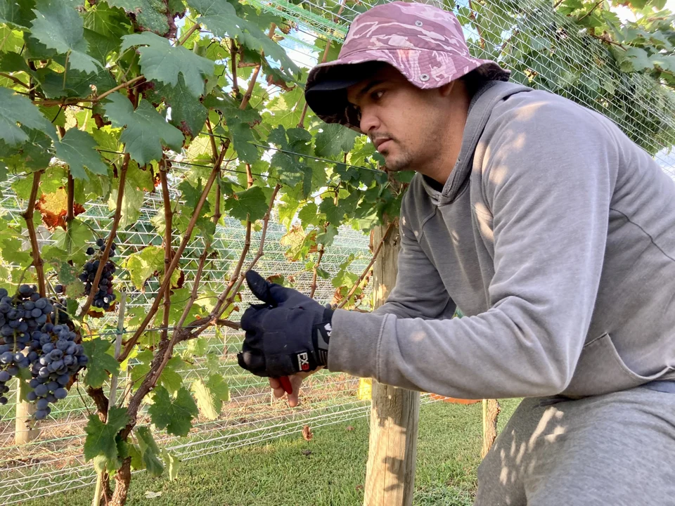 A harvest worker clips a cluster of red grapes from a vine.