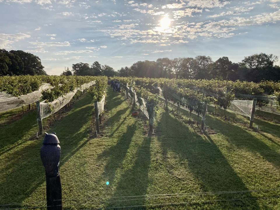 Sunlight across the vineyard rows at Dover Hall.